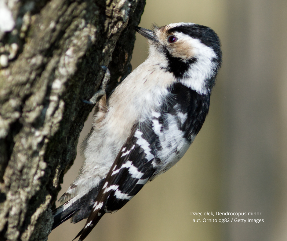 dzięciołek_autor_zdjęcia_Ornitolog82.jpeg