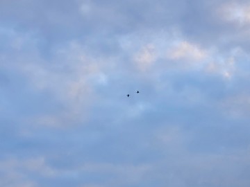 Noc sów w Moszczenicy - 2026, 